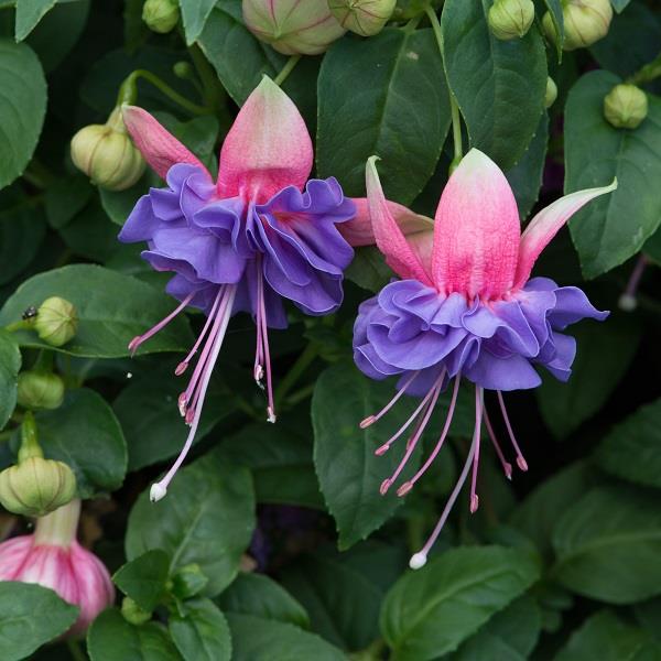 Fuchsia Southern Belles Cecile